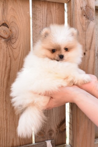 Pomeranian puppy for sale + 63367