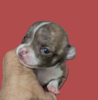 Last Puppy Listed