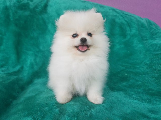 Pomeranian Puppies Nc / Wendell Pomeranian Puppy 604454
