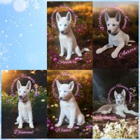 AKC Reg. Female Siberian Husky Puppies Ready To Go Now Siberian Husky for sale/adoption