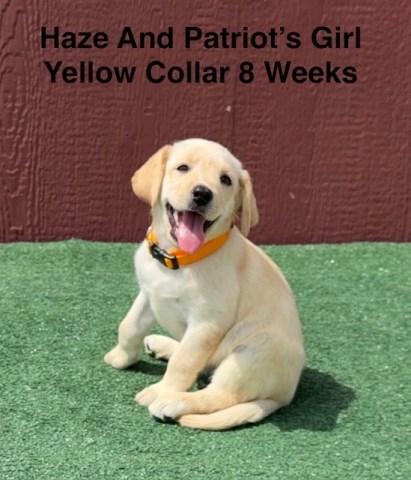 AKC Yellow And Champagne Labrador Puppies