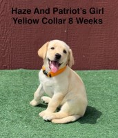 AKC Yellow And Champagne Labrador Puppies Labrador Retriever for sale/adoption