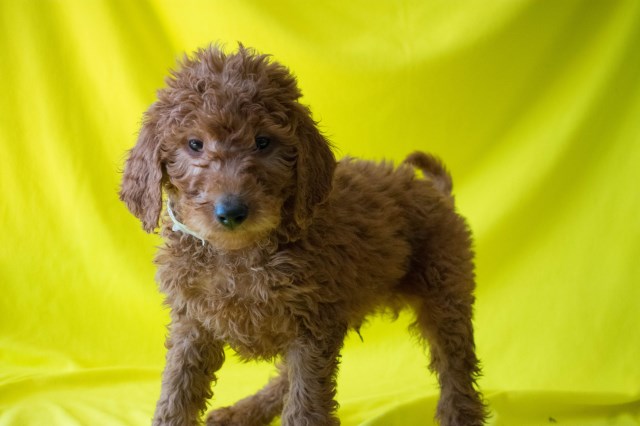 Goldendoodle puppy for sale + 52075