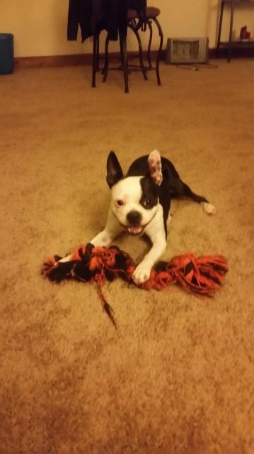 boston terrier puppies for sale cincinnati ohio boston terrier puppy for sale in cincinnati ohio boston terrier puppies for sale cincinnati ohio boston terrier puppy for sale in cincinnati ohio
