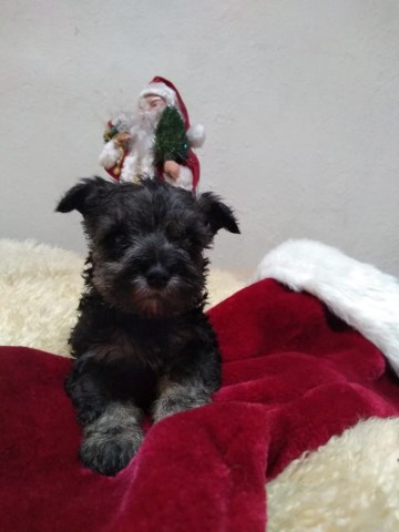 Schnauzer females standard size, five available, will be 7 weeks old shots and de-worm included