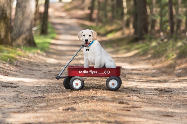 Labrador Puppies