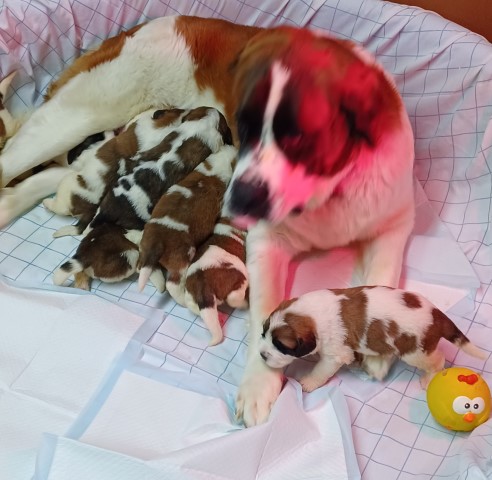 Saint Bernard puppy for sale + 64638