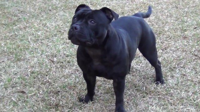 Staffordshire Bull Terrier Puppies - AKC