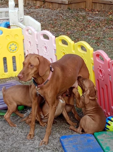 Vizsla puppy for sale + 62564