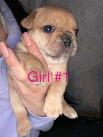 French Bulldog puppy for sale + 61708