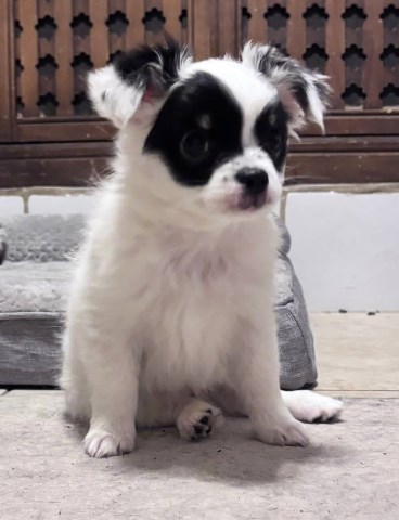 AKC Long Coat  Chihuahua    Charlie's Pups