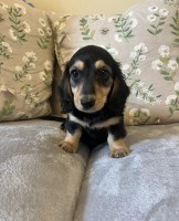 Miniature Dachshund Puppies Available Dachshund for sale/adoption