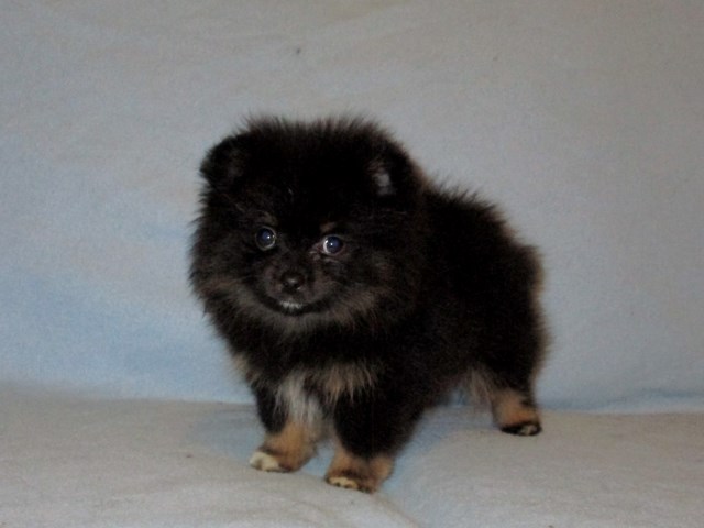 Pomeranian puppy for sale + 50702