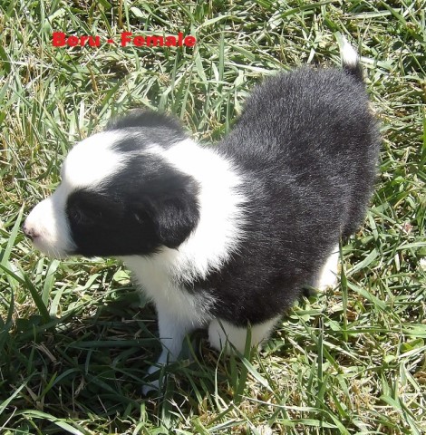 ABCA Border Collie Puppies- Will be working stock-4 Females ready to go!