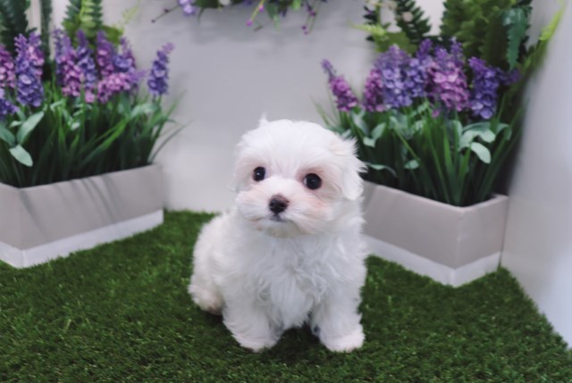 Maltese puppy for sale + 52832