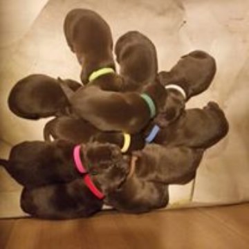 Labrador Retriever puppy for sale + 48787