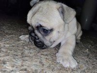 Female French Bulldog French Bulldog for sale/adoption