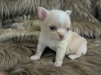 Lisa Marie LC Apple Head Female Chihuahua Chihuahua for sale/adoption