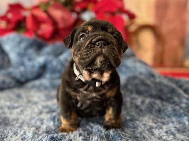 English Bulldog puppy for sale + 66959