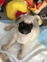 Bandit is a thirteen week old Male Fawn Pug Pug for sale/adoption