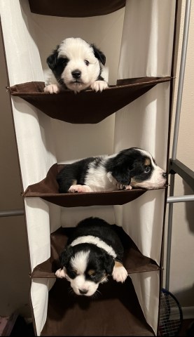 3 mini aussie for sale $1400 each