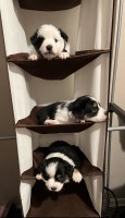3 mini aussie for sale $1400 each Miniature Australian Shepherd for sale/adoption