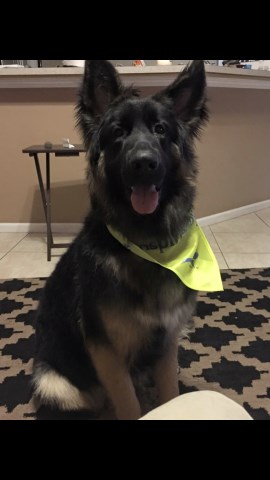 Free to go to a good home