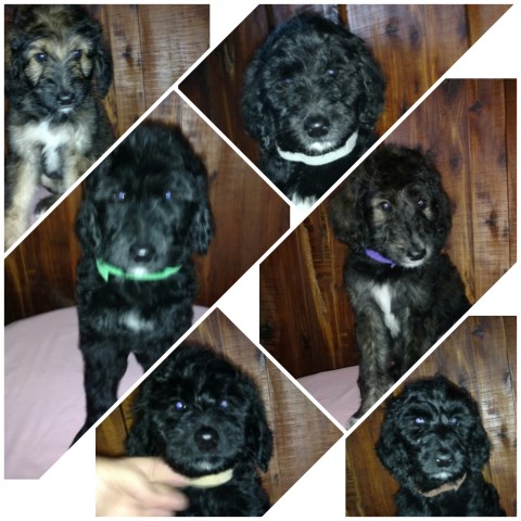 poodle afghan mix call which texas puppies brownsboro