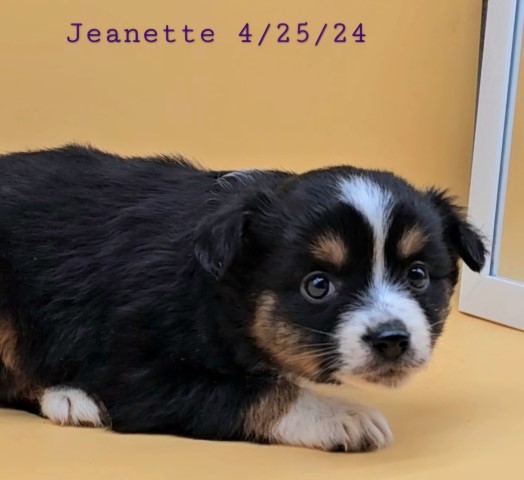 Miniature Australian Shepherd puppy for sale + 65906