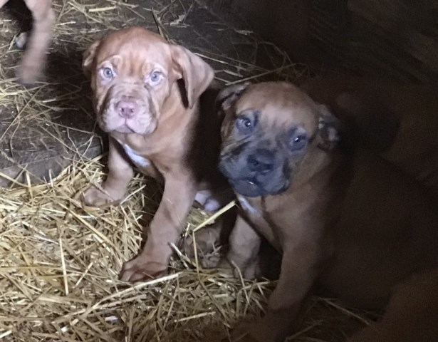 Dogue De Bordeaux puppy for sale + 65996