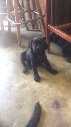 Labrador Retriever puppy for sale + 49726