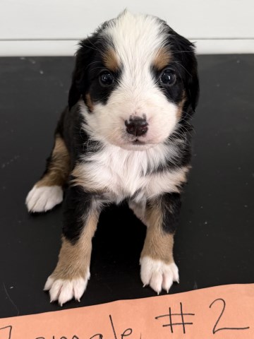 Bernese Mountain Dog puppy for sale + 67032