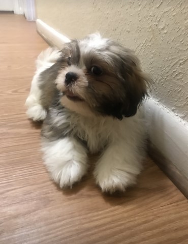 Shih Tzu puppy for sale + 63703