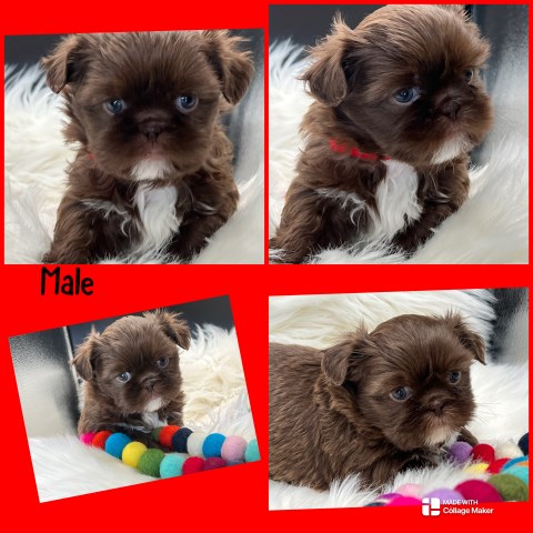 Shih tzu puppies