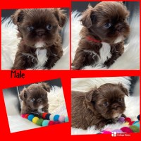 Shih tzu puppies Shih Tzu for sale/adoption