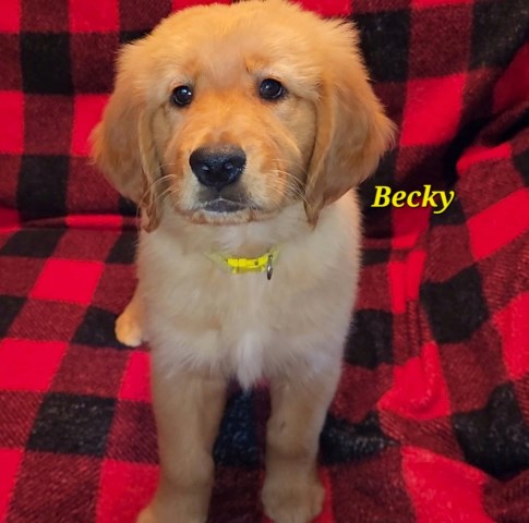 AKC Becky (Golden Retriever)