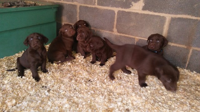 7 AKC Chocolate Labrador  Puppies "5 Weeks Old"