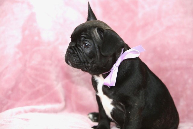 AKC Registered French Bulldogs