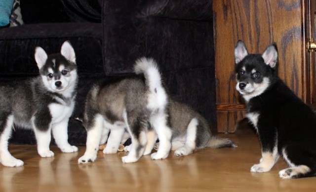 Blue-Eyed Pomsky puppies