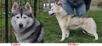 Siberian Husky thumbnail