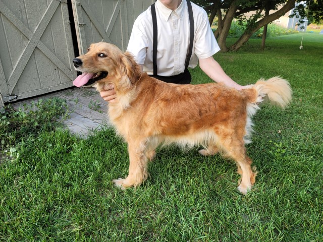 Golden Retriever puppy for sale + 65094