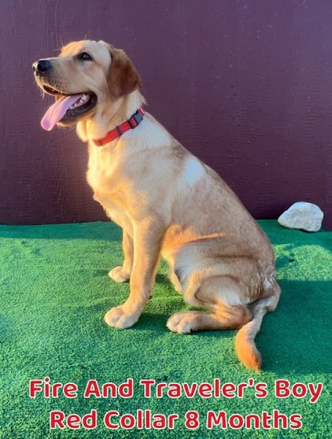 Labrador Retriever puppy for sale + 64505