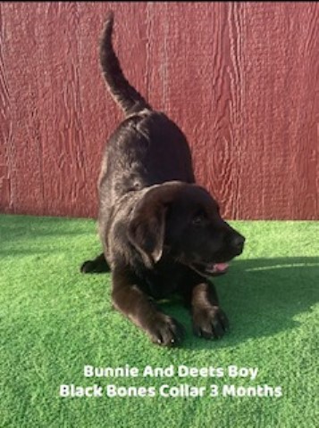Labrador Retriever puppy for sale + 63215