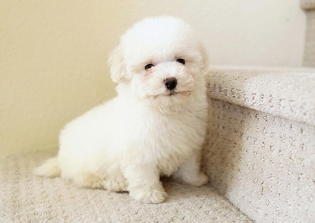 Jax the Maltipoo