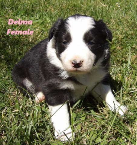 ABCA Border Collie Puppies