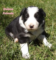 ABCA Border Collie Puppies Border Collie for sale/adoption