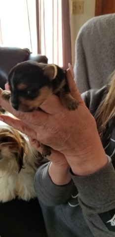Yorkshire Terrier puppy for sale + 60422
