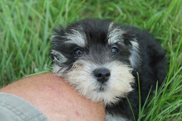 Miniature Schnauzer puppy for sale + 54155
