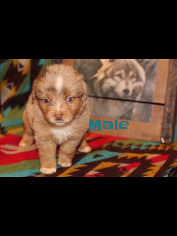 Australian Shepherd Dog puppy for sale + 55736
