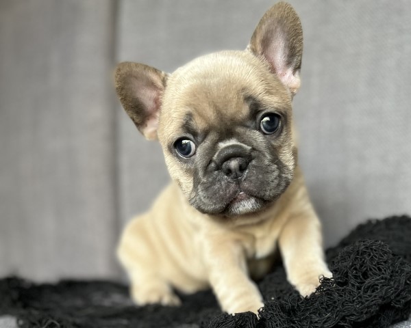 Adorable Pure Bred French Bulldog Puppies for Sale!!.